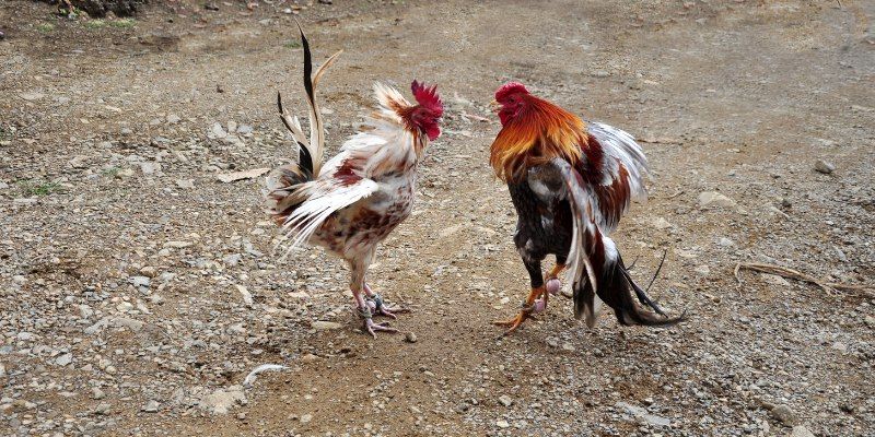 Có thể lựa chọn từ nhiều loại hình tại đá gà VN88 Tham gia là quyết định hoàn hảo cho thành viên
