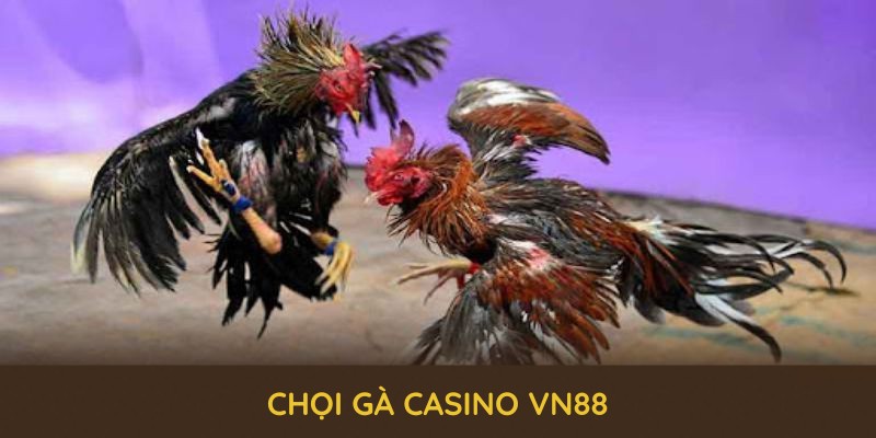 chọi gà casino vn88