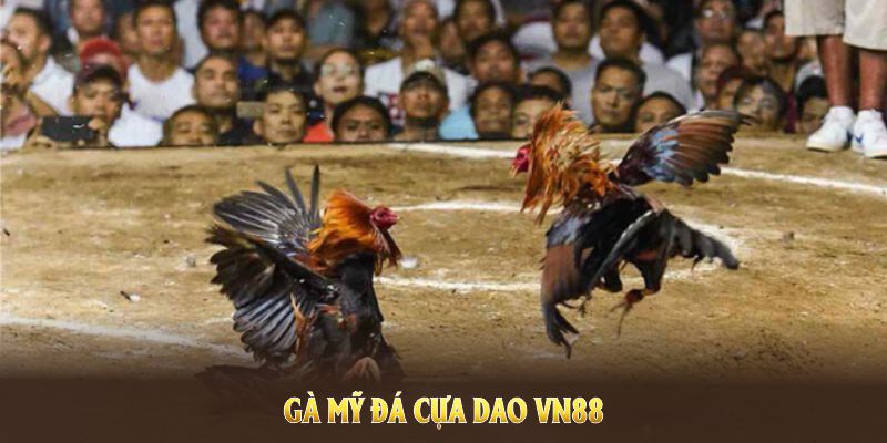 Gà Mỹ đá cựa dao VN88 giúp cược thủ nâng cao kinh nghiệm