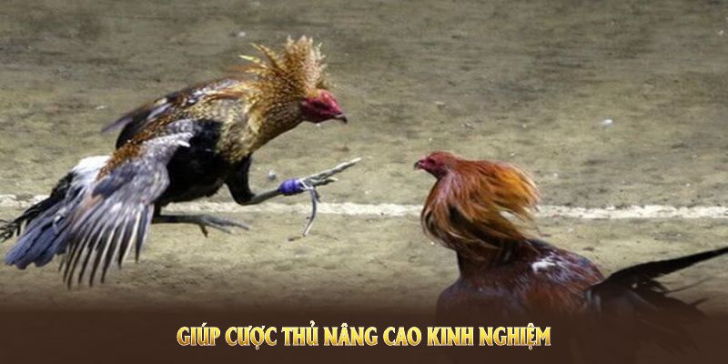 Gà Mỹ đá cựa dao VN88 giúp cược thủ nâng cao kinh nghiệm Gà Mỹ đá cựa dao VN88 giúp cược thủ nâng cao kinh nghiệm