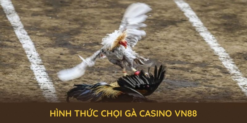 Khám phá những điểm mạnh độc đáo của sảnh chọi gà casino VN88 Khám phá những điểm mạnh độc đáo của sảnh chọi gà casino VN88