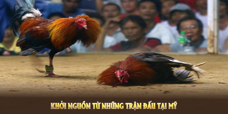 Gà Mỹ đá cựa dao VN88 tạo trải nghiệm lý tưởng cho cược thủ Gà Mỹ đá cựa dao VN88 khởi nguồn từ những trận đấu tại Mỹ