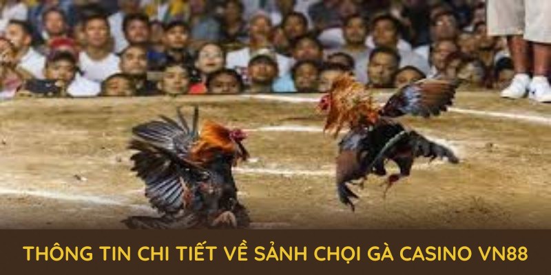 Thông tin chi tiết về sảnh chọi gà casino VN88 Thông tin chi tiết về sảnh chọi gà casino VN88