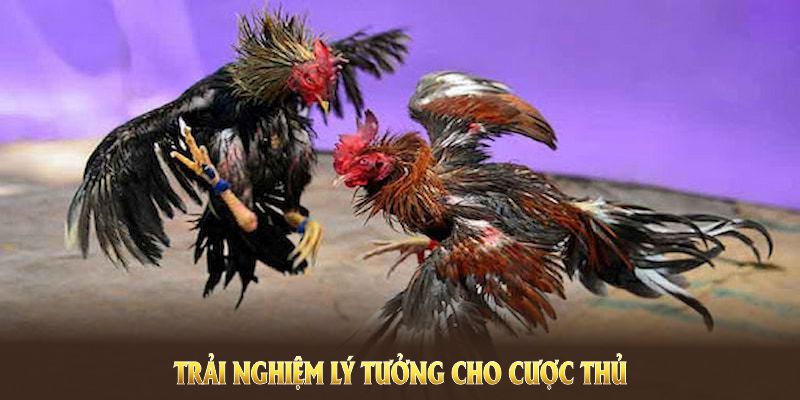 Gà Mỹ đá cựa dao VN88 tạo trải nghiệm lý tưởng cho cược thủ Gà Mỹ đá cựa dao VN88 tạo trải nghiệm lý tưởng cho cược thủ